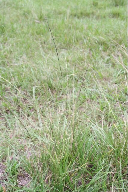 Figure 2. Small smutgrass, once the most troublesome smutgrass species in Florida, is still found throughout the state.