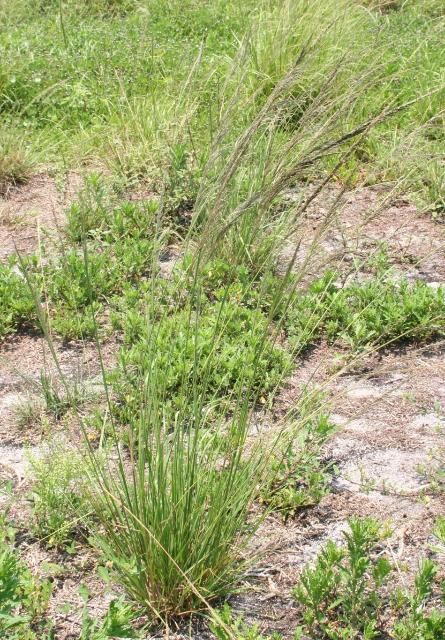 Figure 3. Giant smutgrass first became a problem in south Florida and is spreading north through the state. In central and south Florida, giant smutgrass is more problematic than small smutgrass.