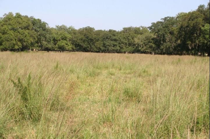 Figure 1. Smutgrass infestations are common in bahiagrass pastures throughout Florida.