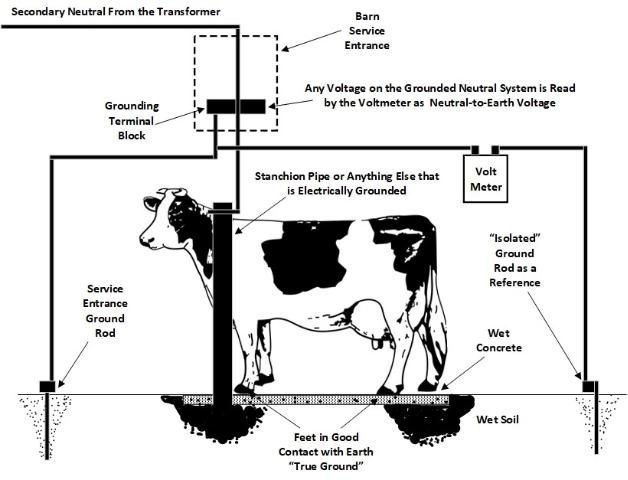 Figure 1. Diagram of current flow from stray voltage through cow's body.