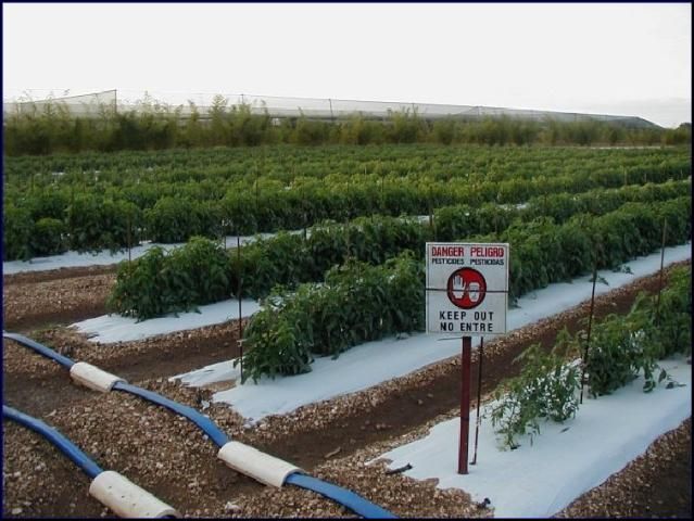 Figure 2. Application of the QIC prototype to automatic soil moisture based irrigation of tomatoes at UF/IFAS Tropical Research and Education in Homestead, FL.