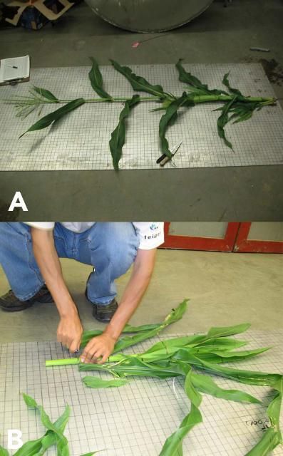Figure 1. Subdividing plant samples into layers.