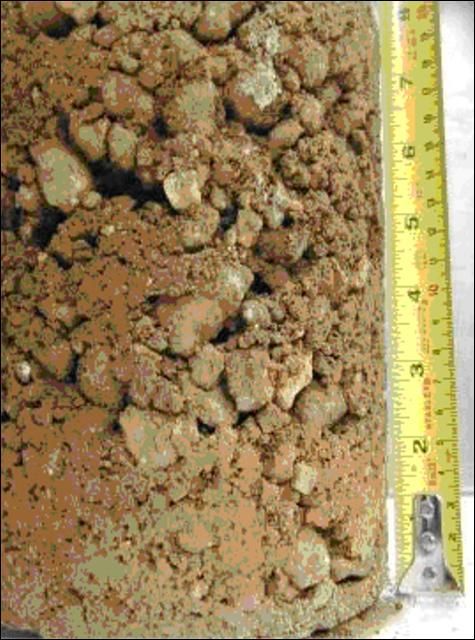 Figure 3. The shallow profile of Krome very gravelly loam at Homestead. This soil is only 8 inches deep and is underlain by limestone rock (not shown).