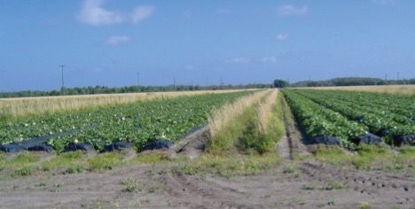 Vegetative growth placed among rows in a Florida melon field as a perimeter border. 