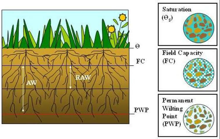 Figure 2. Diagram of water content in the root zone including: saturation where all soil pore space is filled with water, field capacity is the water remaining in soil pores after gravitational drainage has ceased, permanent wilting point is only thin films of water remaining that is not available to plants. Available water (AW) is the total amount of water held by the soil for plant use, and readily available water (RAW) is the amount of water available for plant use before stress.