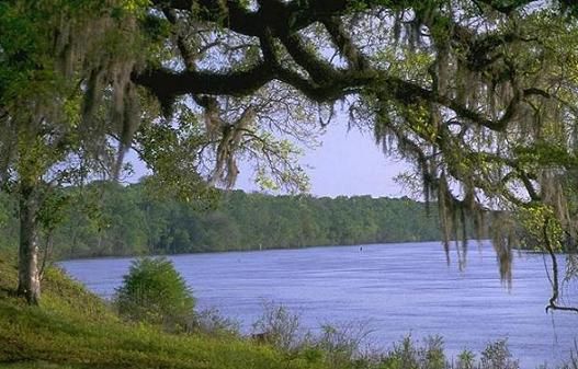 Figure 3. A view of the Apalachicola River from Fort Gadsden, FL, on the river's east bank. This site is the only historic landmark in the National Register of Historic Places in the USDA Forest Service's Southern Region.