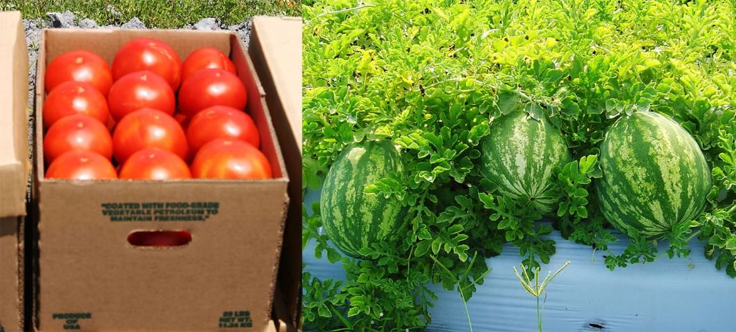 Figure 1. Tomato and watermelon grown/harvested during the irrigation and nutrient BMP study.