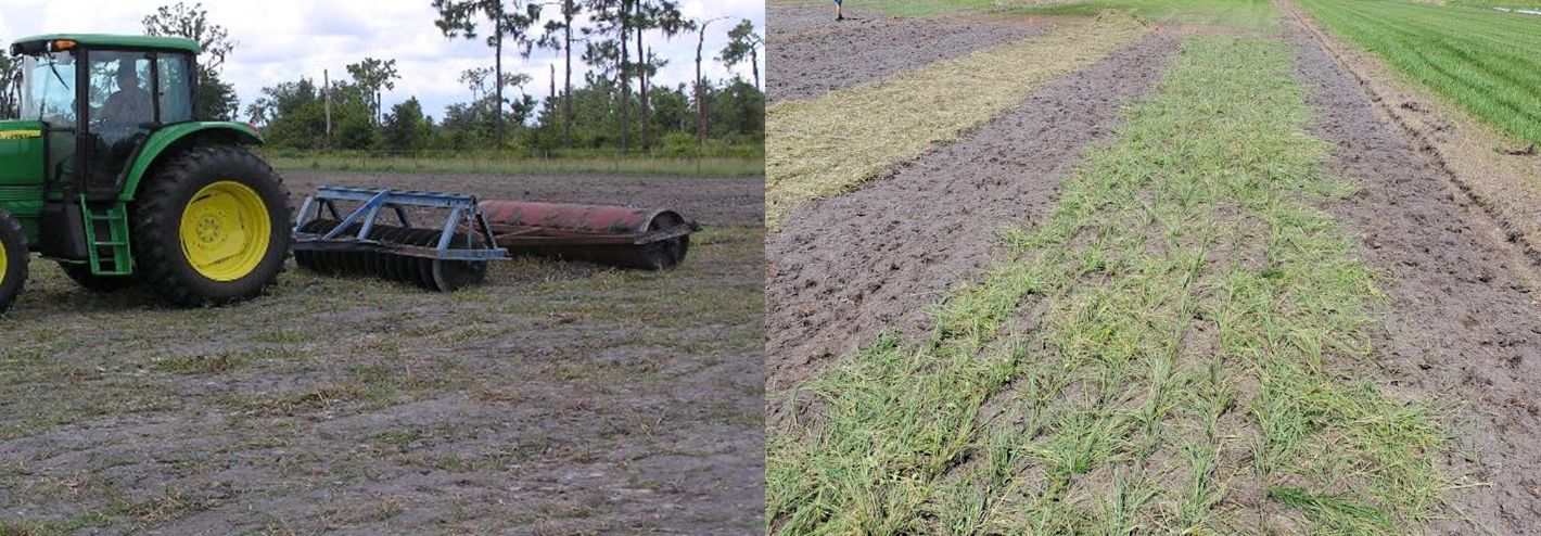 Disk and roller to cover plant material after planting (left) and “rows” of bermudagrass after using the fairway roller (right). Note: The picture on the right is planted to over 3,000 lb of fresh material to the acre, hence the high density of material. 