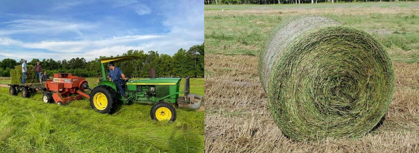 Square baler used for harvesting limpograss runners (left) and bermudagrass round bale of planting material (right). 