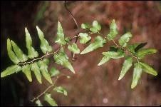 Figure 2. Leafy branches (pinnae) of Old World climbing fern are 2–5 inches long with several pairs of leaflets (pinnules). The leaflets are sterile in this case.