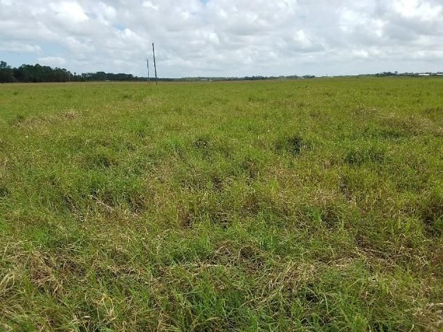 Figure 1. Over-mature bermudagrass hay field. Both an increase in fiber and senescent material decrease the forage quality.