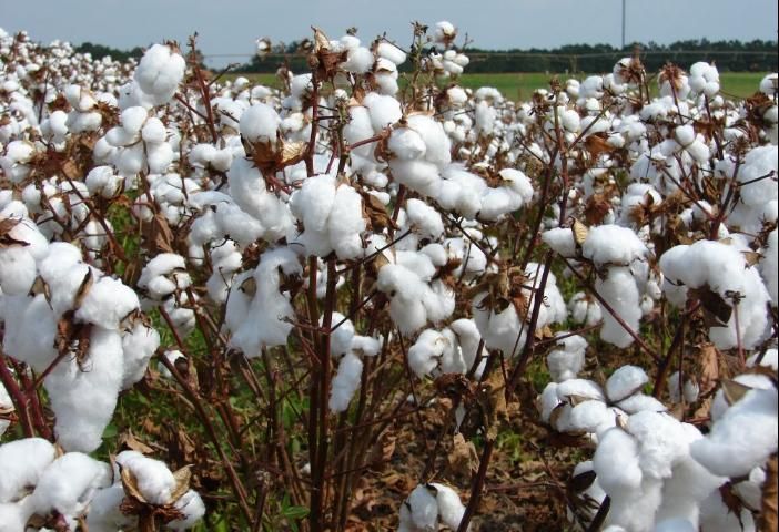 Figure 1. A cotton plant that has been defoliated for two weeks is shown in this photo, taken at the UF/IFAS North Florida Research and Education Center in Quincy, FL.