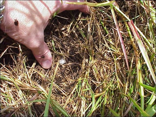 Figure 3. Spittle mass located in thatch at the base of limpograss pasture and adult spittlebugs on hand.