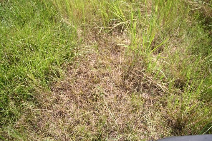 Figure 1. This 2009 photo pictures a bahiagrass encroachment in a stargrass pasture at the University of Florida's Range Cattle Research and Education Center in Ona, FL.