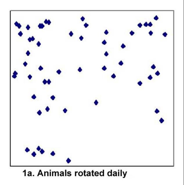 Figure 1. Feces distribution of beef heifers grazing bahiagrass pastures using different grazing methods at equal stocking rates. Dots represent feces events during 24-hour periods. Resting period for rotational grazing was 21 days. Adapted from Dubeux et al. (2006).