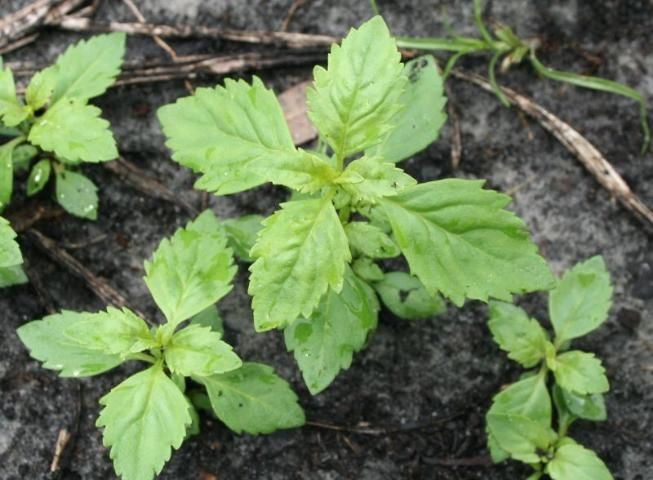 Figure 2. Goatweed leaves are serrated and approximately 1.5 inches long by 1 inch wide. Young plants tend to be light green in color.