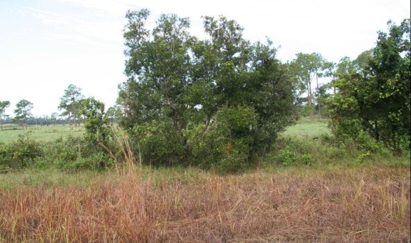 Figure 1. Wax myrtle plants are often found in improved pastures, fencerows, pond, and marsh edges, as well as in native rangeland. This 2009 photo pictures wax myrtle growing in a pasture at the UF/IFAS Range Cattle Research and Education Center in Ona, FL.