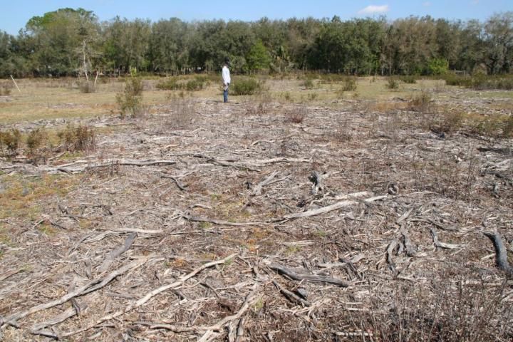Figure 2. Large, dense areas of wax myrtle can completely eliminate forage growth. This 2008 photo pictures a bahiagrass pasture near Okeechobee where wax myrtle plants were removed approximately seven months earlier. The plants were removed by a skid-steer loader (Bobcat), equipped with a chipper/shredder.