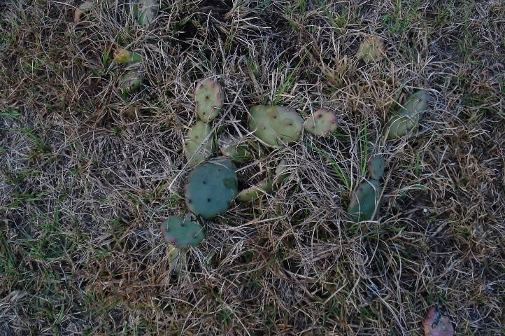 Figure 2. Prickly pear after herbicide application.