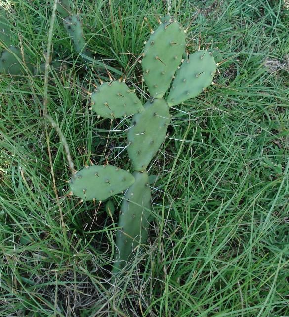 Figure 1. Prickly pear cactus.