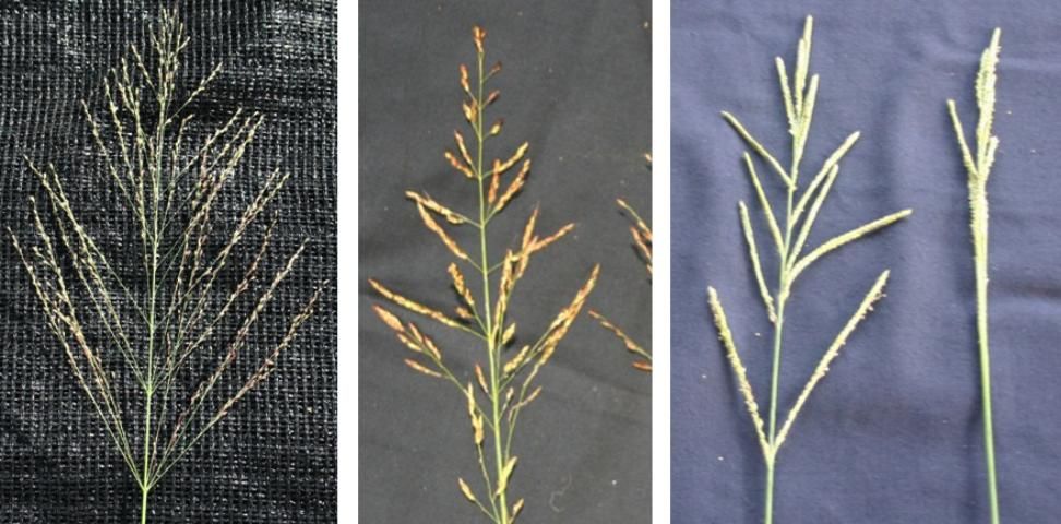 Figure 1. From left to right, guinea grass seedhead; johnsongrass seedhead; and vaseygrass seedhead.