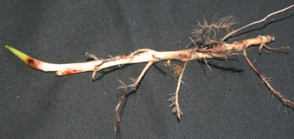 Figure 8. Johnsongrass rhizome