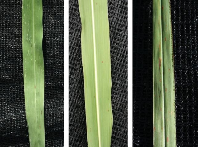 Figure 4. From left to right, guinea grass leaf blade; johnsongrass leaf blade; vaseygrass leaf blade.