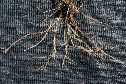 Figure 6. Guinea grass root structure