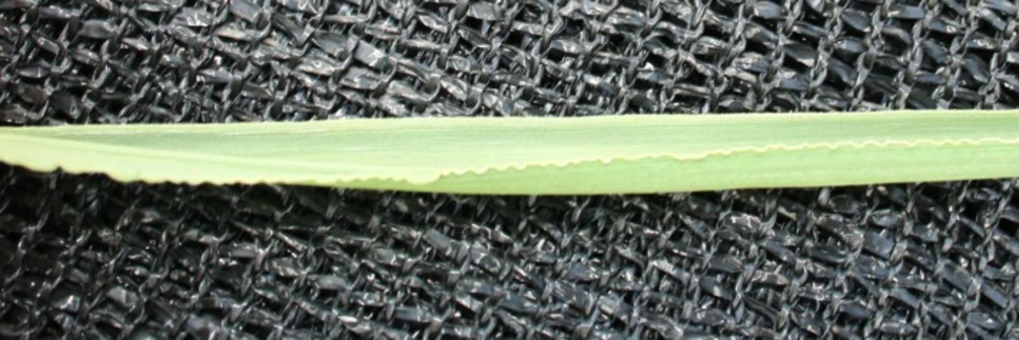 Figure 5. Vaseygrass leaf margin.