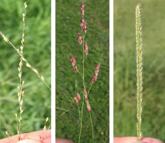 Figure 2. From left to right, guinea grass seedhead branch; johnsongrass seedhead branch; and vaseygrass spikelet.