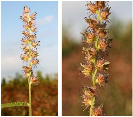Figure 4. Left: Southern sandbur seedhead. Right: Close-up picture of individual burs.
