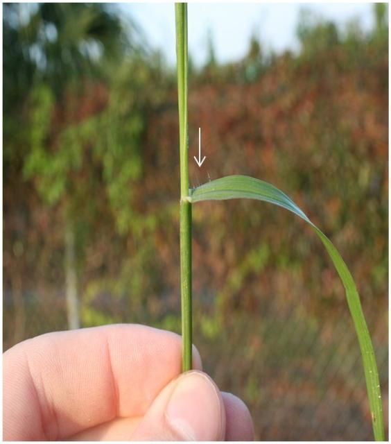 Figure 3. Long hair present on leaf margin closest to stem.