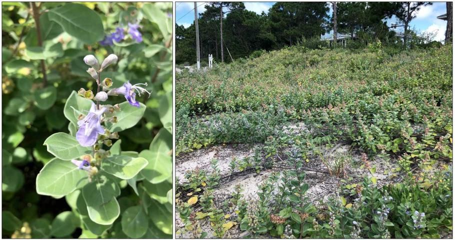 Figure 2. Beach vitex (Vitex rotundifolia) is a recent invader to Florida coastal areas. This plant threatens the nesting habitat of sea turtles and ground nesting shore birds. This species was evaluated with the Predictive Tool. It received a score of 21 and is a high risk for invasion.