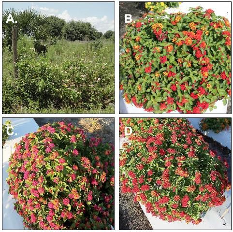 Figure 3. The resident species, Lantana camara (A), and the three cultivars, Luscious Royal RedTM (UF-1013-1; B), Bloomify RoseTM (UF-1011-2; C), and Bloomify RedTM (UF-1013A-2A; D) that were approved by the Invasive Plant Working Group after evaluation using the Infraspecific Taxon Protocol. UF/IFAS approved these three cultivars for recommendation because of their sterility and distinctiveness from the resident species.