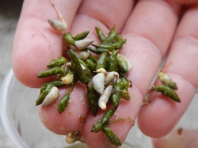 Figure 4. Hydrilla turions (green) and tubers (white).