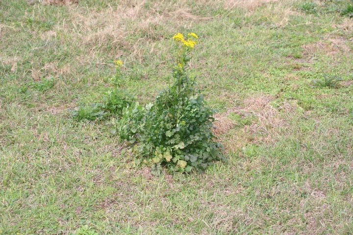 Figure 2. Representation of butterweed growth. Stems of plants are hollow, commonly grow to three feet, and produce many showy yellow flowers.