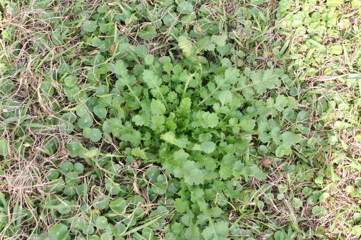 Figure 1. Butterweed rosette in a bahiagrass pasture. Rosettes of this size are common between late December and early January, and are often seen when other butterweed plants are already flowering in February.
