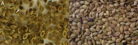 Close-up of brunswickgrass (A) and Pensacola bahiagrass (B) seeds. Note the brown-colored coat of the brunswickgrass seeds when removing the glumes (arrow on A). 