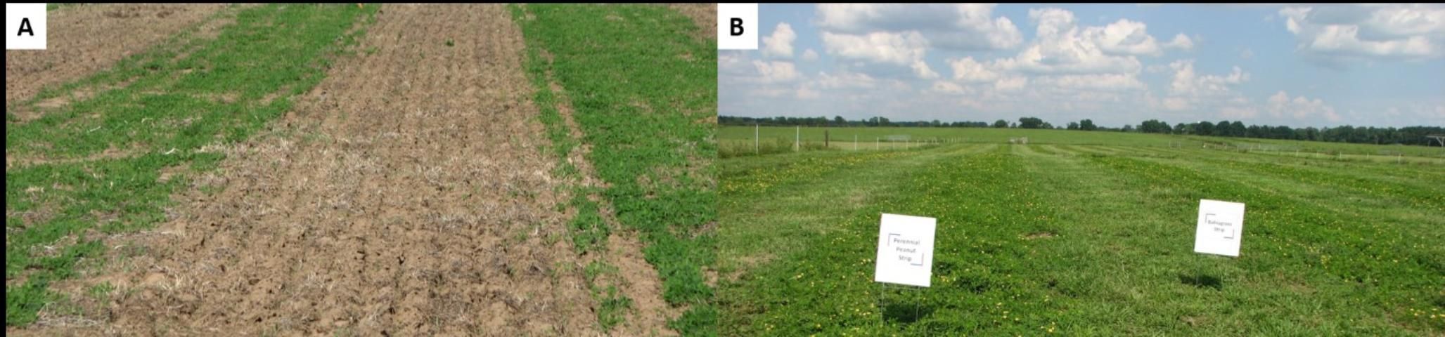 Figure 3. Strip-planting of RPP and bahiagrass during the establishment year (A) and one year after established (B).