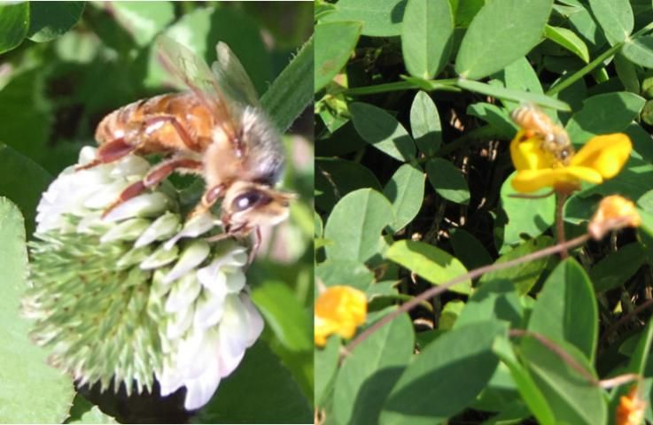 Figure 1. Honeybee on white clover flower in Citra, FL (left) and rhizoma peanut (Arachis glabrata Benth.) flower in Marianna, FL (right).