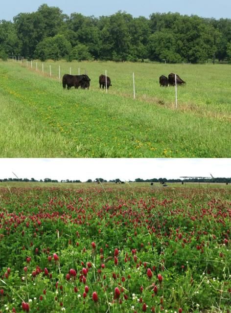 Figure 3. Grass-legume pastures in Marianna, FL. On the top, warm-season mixture with Argentine bahiagrass and Ecoturf rhizoma peanut; on the bottom, cool-season mixture with cool-season grasses and clovers.