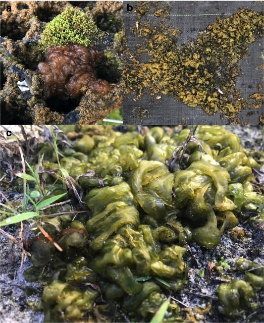 Figure 2. Images of Nostoc macroscopic colonies commonly found in the field on a) plastic containers, b) greenhouse tarp, and c) sandy and limestone ground.