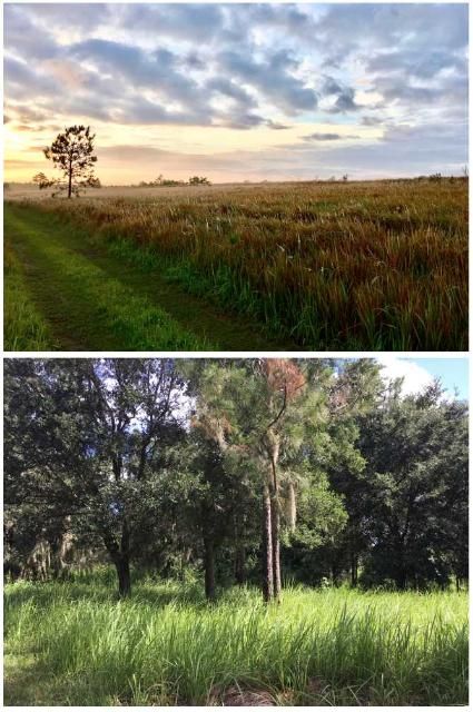 Figure 1. Two examples of cogongrass (Imperata cylindrica) invasions in central Florida, one in an open field and the second in a forested natural area. Cogongrass is a federally listed noxious weed. All interstate or foreign movement of this listed species is prohibited.