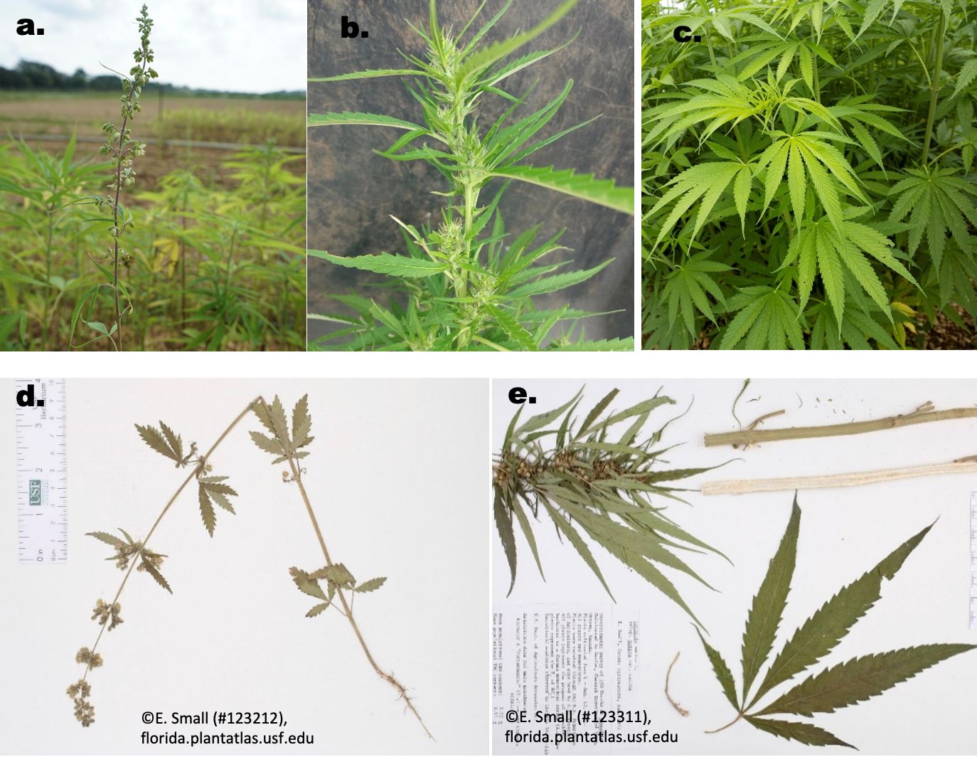 Cannabis sativa L. live plants with: a.) male flowers; b.) female flowers; and c.) many leaflets. Herbarium specimens with d.) male flowers and e.) female flowers and fruit. 