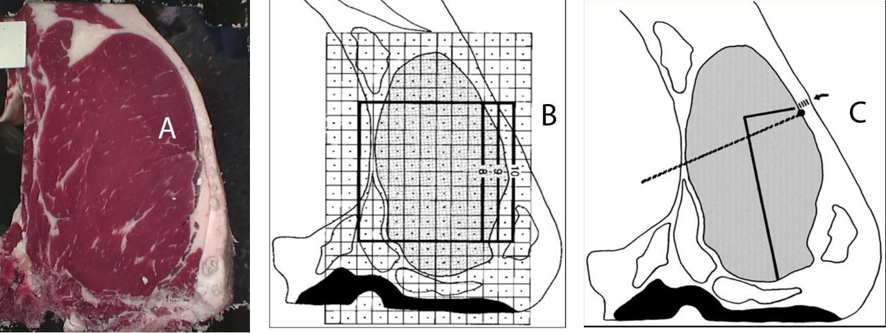 Figure 7. Cross-section of the 12th rib interface (A), measuring ribeye area (B) and fat thickness (C).