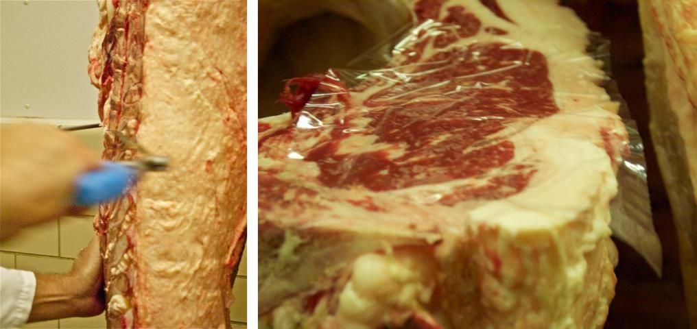 Figure 6. Ribbing the beef carcass between the 12th and 13th rib.