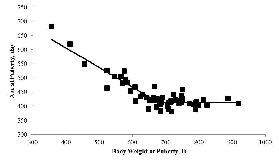 Relationship of age at puberty with body weight at puberty in replacement beef heifers of Bos taurus, Bos indicus, and Bos taurus × Bos indicus breeding. Age = 883.24 ± 92.09 – 0.69 ± 0.14 × BW + 0.70 ± 0.19 × BW, where BW ≥ 679 lb; R2 = 0.86; P < 0.01. 