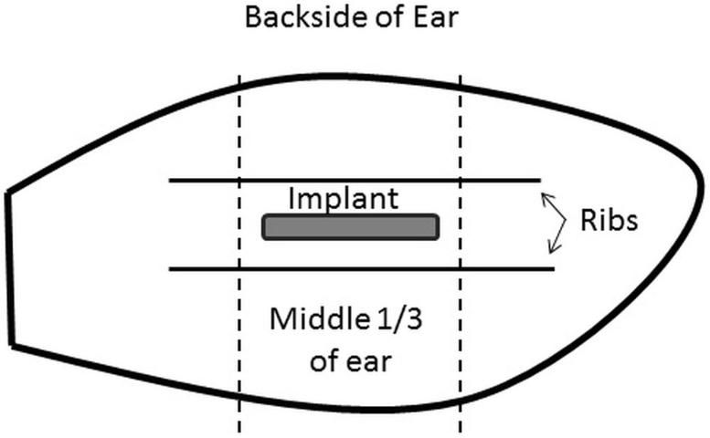 Figure 1. Proper location of implant pellet placement on the ear of beef cattle