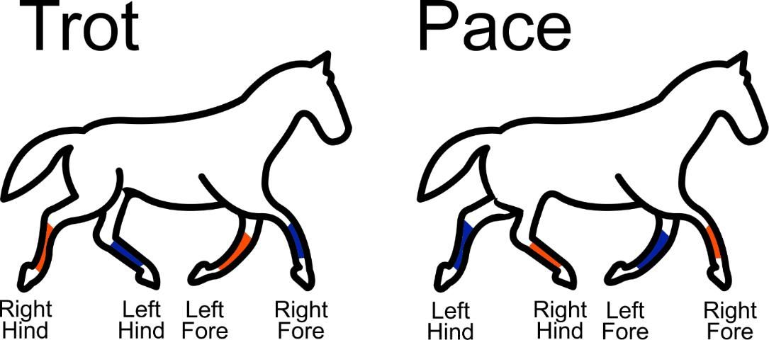 Figure 1. Observe the difference between the airborne (suspension) moment in the trot and the pace. The horse's limbs are colored according to the limb pairing.