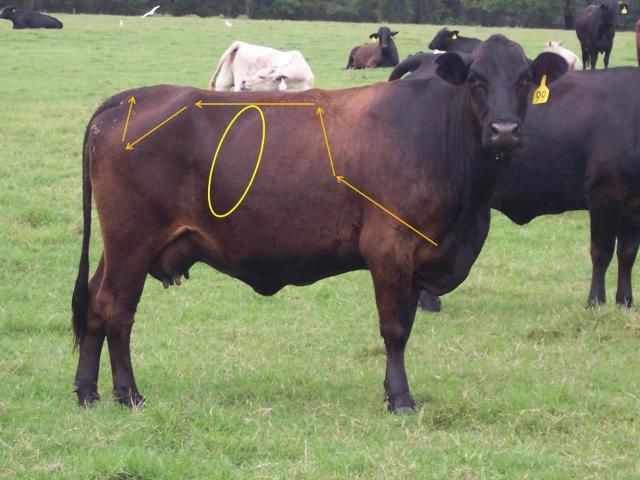 Figure 2. Path of assessment for all six body condition scoring points on the cow, starting at the brisket and proceeding to the ribs, back, hooks, pins, and tailhead. The circle indicates the last rib on this cow, revealing a body condition score of 5.